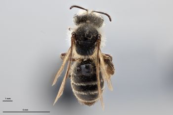 Media type: image;   Entomology 771447 Aspect: habitus dorsal view